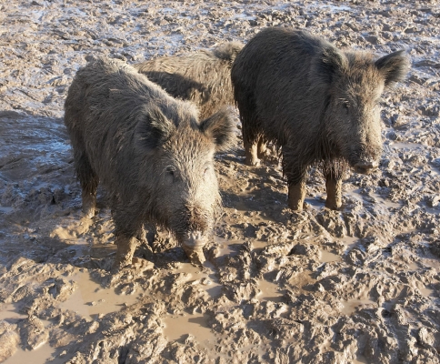 Wild Boar Looking for Food
Ключові слова: Animal Animals Boar Boars Hog Hogs Land Mammal Land Mammals Lucies Farm Mud Rain Swine Terrestrial Mammal Terrestrial Mammals Wild boar