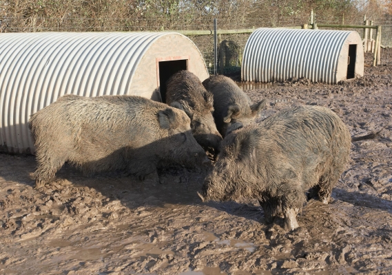 The Elders Having a Conference
Anahtar kelimeler: Animal Animals Boar Boars Hog Hogs Land Mammal Land Mammals Lucies Farm Mud Rain Swine Terrestrial Mammal Terrestrial Mammals Wild boar