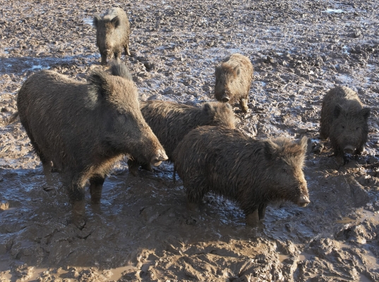 Wild Boar in the Mud at Maggot's Croft
This field, originally an orchard, came with the prosaic name of Maggot's Croft.  Despite our planting pig-resistant grass from Hurrells (a specialist seed company) the wild boar manage to remove all traces of grass in a matter of weeks.
الكلمات الإستدلالية(لتسهيل البحث): Animal Animals Boar Boars Hog Hogs Land Mammal Land Mammals Lucies Farm Mud Rain Swine Terrestrial Mammal Terrestrial Mammals Wild boar