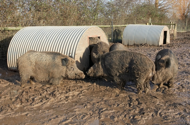 "I'm Sorry, But He's In A Meeting"
Keywords: Animal Animals Boar Boars Hog Hogs Land Mammal Land Mammals Lucies Farm Mud Rain Swine Terrestrial Mammal Terrestrial Mammals Wild boar