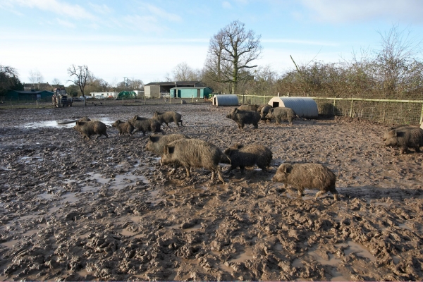 Waterlogged Field with Wild Boar
The recent heavy rains were too much for the land drains in this field.  (On the day this photo was taken -- January 13 2008 -- the River Severn, just down the road from us, flooded over its banks into parts of the City of Worcester.)
Ključne besede: Animal Animals Boar Boars Hog Hogs Land Mammal Land Mammals Lucies Farm Mud Rain Swine Terrestrial Mammal Terrestrial Mammals Wild boar