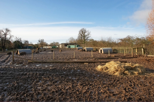 Fresh Straw for the Pig Arcs
Laying a bed of fresh straw on drier ground, and then getting ready to move a pig arc on top of it.
Palabras clave: Animal Animals Boar Boars Hog Hogs Land Mammal Land Mammals Lucies Farm Mud Rain Straw Swine Terrestrial Mammal Terrestrial Mammals Wild boar