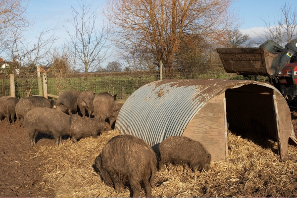 Wild Boar Interested in the Straw
Newly-moved pig arc with bed of fresh straw.
Palabras clave: Animal Animals Boar Boars Hog Hogs Land Mammal Land Mammals Lucies Farm Mud Pig arc Rain Swine Terrestrial Mammal Terrestrial Mammals Wild boar
