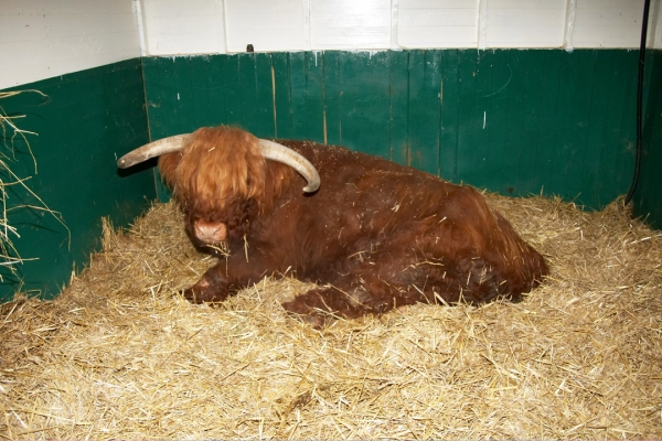Lord Rannoch in the Stable
We moved Lord Rannoch from the upper barn into the stable so we can keep a close eye on him.  The vet has prescribed a course of oral Phenylbutazone, and we're hoping this can help to reduce the stiffness from his arthritis.
Schlüsselwörter: Animal Husbandry Cattle Highland Bull Highland Cattle Horns Husbandry Livestock Livestock Farming Lord Rannoch of Lucies Stable Straw