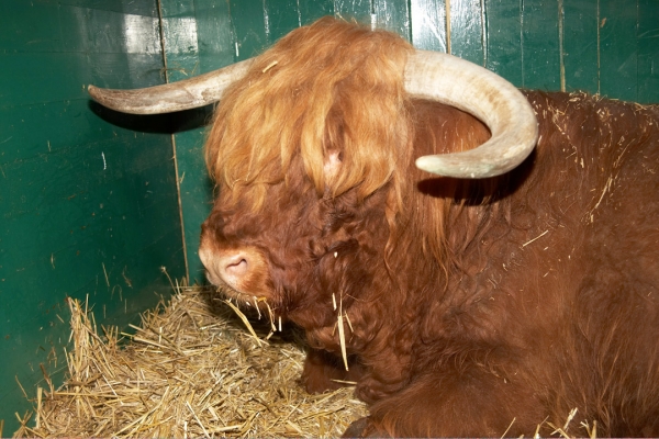 Lord Rannoch of Lucies
Ключові слова: Animal Husbandry Bull Cattle Highland cattle Horns Husbandry Livestock Livestock Farming Lord Rannoch of Lucies