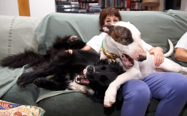 Barney and Mana Playing in Marjorie's Lap
Poor Marjorie just wants to relax and watch TV, and she has Mana and Barney on her lap playing rough house.  They both look fierce, but they're just doing their Cujo impersonations.  They don't actually bite each other.
Schlüsselwörter: Animal Animals Barney Canine Canines Dog Dogs English Bull Terrier Land Mammal Land Mammals Mana Marjorie Teeth Terrestrial Mammal Terrestrial Mammals