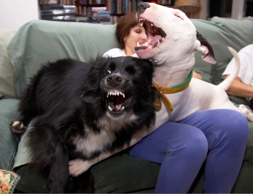 The Lap Dogs
As Marjorie and Cathy relax on the couch, Mana and Barney play Cujo.  They're good at showing each other (and us) their pearly white teeth.  They never actually bite each other.
Keywords: Animal Animals Barney Canine Canines Collie Dog Dogs English Bull Terrier Land Mammal Land Mammals Mana Marjorie Terrestrial Mammal Terrestrial Mammals