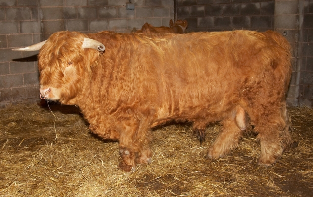 Ross Relaxing
Ross in his nice dry stable, with Belinda in the background.
Schlüsselwörter: Animal Husbandry Cattle Highland bull Highland cattle Husbandry Livestock Livestock Farming Ross of Bien Esk
