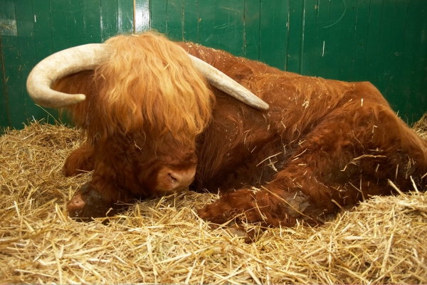 Rannoch at Rest in the Stable
Palabras clave: Animal Husbandry Bull Cattle Highland Cattle Horns Husbandry Livestock Livestock Farming Lord Rannoch of Lucies Straw