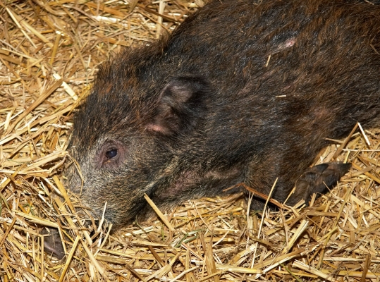 Wild Boar Piglet Hiding His Nose
Anahtar kelimeler: Animal Animals Boar Boars Hog Hogs Land Mammal Land Mammals Pig Pigs Swine Terrestrial Mammal Terrestrial Mammals Wild boar