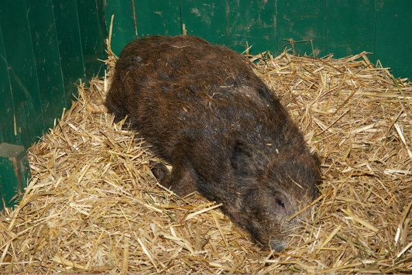 Wild Boar Piglet Hiding
But I can see him....
Keywords: Animal Animals Boar Boars Hog Hogs Land Mammal Land Mammals Pig Pigs Swine Terrestrial Mammal Terrestrial Mammals Wild boar