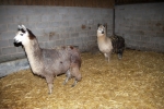 jan_14_08-farm-0048.jpg