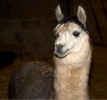 jan_14_08-farm-0151.jpg