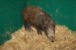 jan_14_08-farm-0189.jpg
