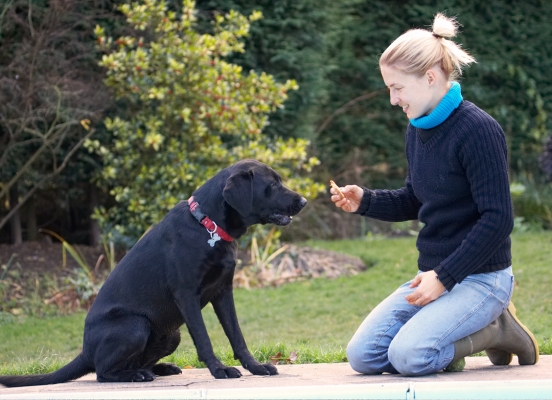 Can I have it now?
Schlüsselwörter: Blonde Cookie Dog Dogs Girl Hanka Labrador Play Playing Playtime Sit Sitting Smile Smiling Thelma Woman