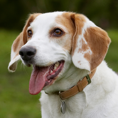 Throw or I'll start howling
Keywords: Beagle Beagles Dog Dogs Head Play Playing Playtime Smile Smiling Stan Tongue