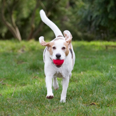 I'm ready for take off
Ключові слова: Ball Beagle Beagles Dog Dogs Play Playing Playtime Run Running Stan