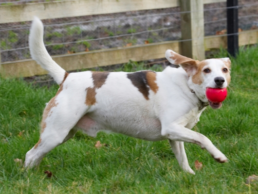 Hey, I know, another catch
Schlüsselwörter: Ball Beagle Beagles Dog Dogs Play Playing Playtime Run Running Stan