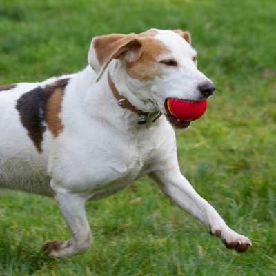I'm focused
Ключові слова: Ball Beagle Beagles Dog Dogs Play Playing Playtime Run Running Stan