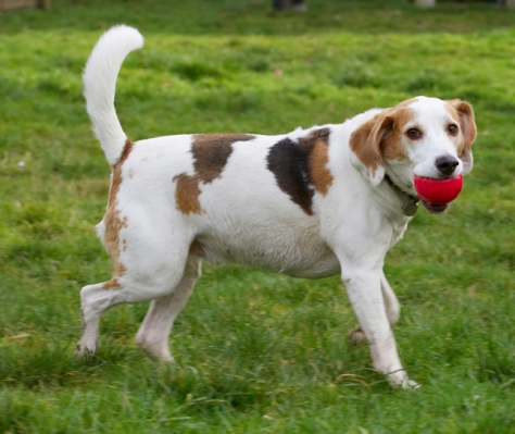 Wot!!
Ключові слова: Ball Beagle Beagles Dog Dogs Play Playing Playtime Stan