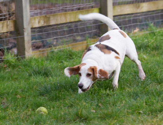 I gottit
Palabras clave: Ball Beagle Beagles Dog Dogs Play Playing Playtime Stan