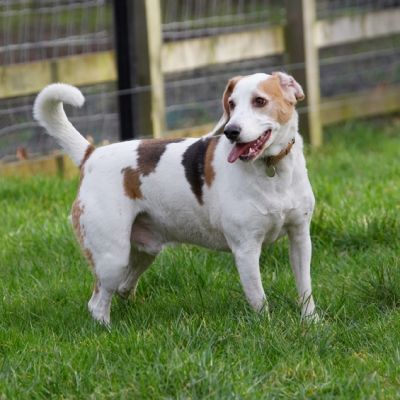 Where's the ball?
Ключові слова: Beagle Beagles Dog Dogs Play Playing Playtime Stan Tongue