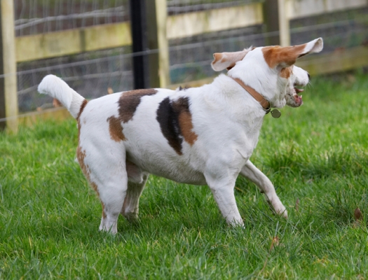Where'd the ball go?
Schlüsselwörter: Beagle Beagles Dog Dogs Play Playing Playtime Stan