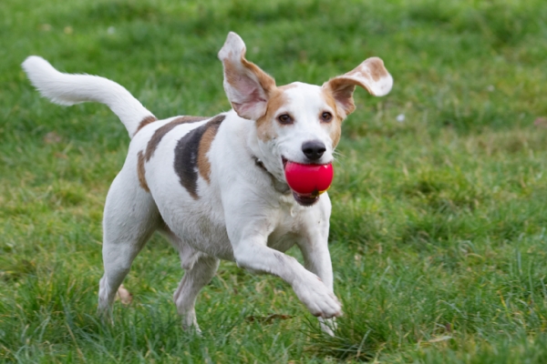 I'm flying
Schlüsselwörter: Ball Beagle Beagles Dog Dogs Play Playing Playtime Run Running Stan