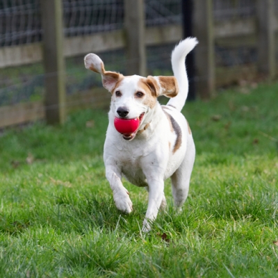 Here I come for another throw
Anahtar kelimeler: Ball Beagle Beagles Dog Dogs Play Playing Playtime Run Running Stan