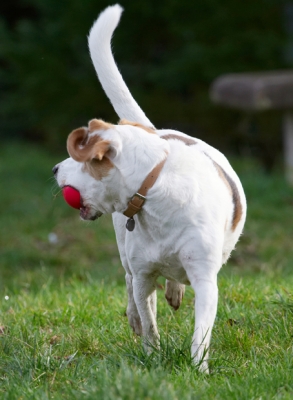 Wassat?!
Mots-clés: Ball Beagle Beagles Dog Dogs Play Playing Playtime Stan