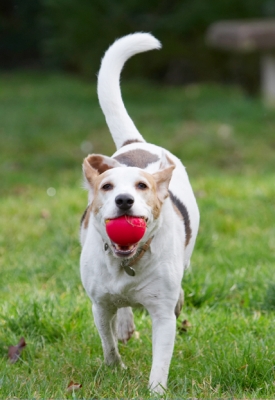 Here I am with another return
Anahtar kelimeler: Ball Beagle Beagles Dog Dogs Play Playing Playtime Run Running Stan