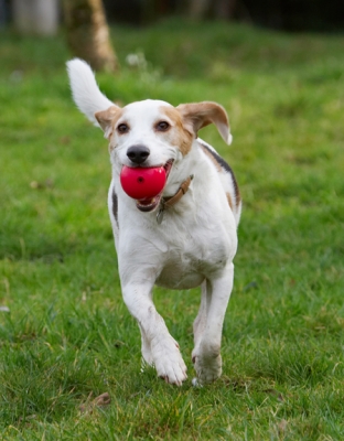 This is my favourite game
Anahtar kelimeler: Ball Beagle Beagles Dog Dogs Play Playing Playtime Run Running Stan