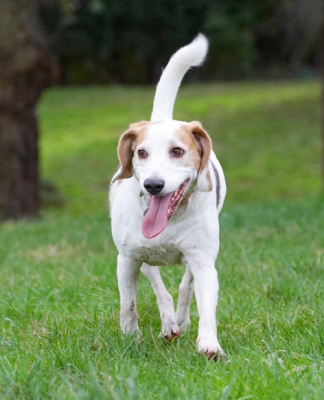 OK, where's the ball?
Palabras Clave: Beagle Beagles Dog Dogs Play Playing Playtime Run Running Stan Tongue