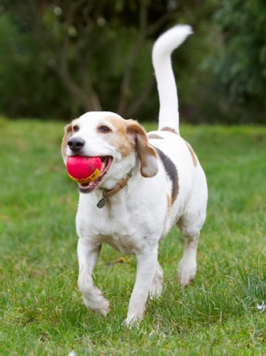 OK, let's have another throw
Anahtar kelimeler: Ball Beagle Beagles Dog Dogs Play Playing Playtime Run Running Stan