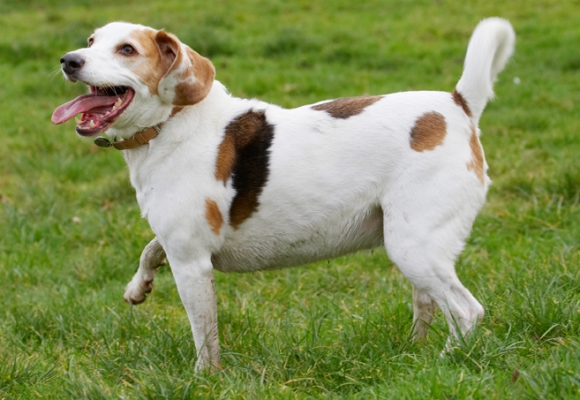 C'mon, throw.........
Ключови думи: Beagle Beagles Dog Dogs Play Playing Playtime Stan Tongue