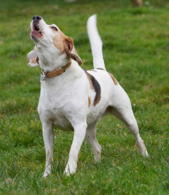 I'll keep on 'til you throw
Schlüsselwörter: Beagle Beagles Dog Dogs Howl Howling Play Playing Playtime Stan