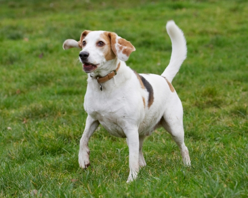 I'm ready
Palabras clave: Alert Beagle Beagles Dog Dogs Play Playing Playtime Stan