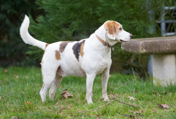 What shall I do next?
Keywords: Beagle Beagles Dog Dogs Play Playing Playtime Stan Stand Standing
