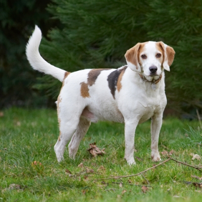 Let's go
Schlüsselwörter: Beagle Beagles Dog Dogs Play Playing Playtime Stan Stand Standing