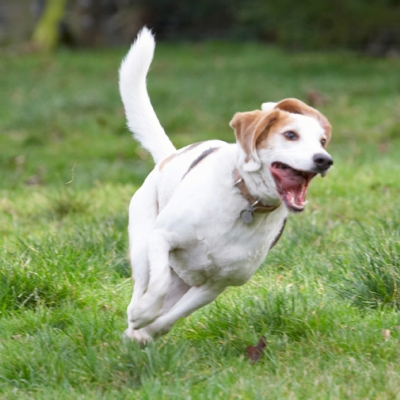 I'm coming
Λέξεις-κλειδιά: Beagle Beagles Dog Dogs Play Playing Playtime Run Running Stan Tongue