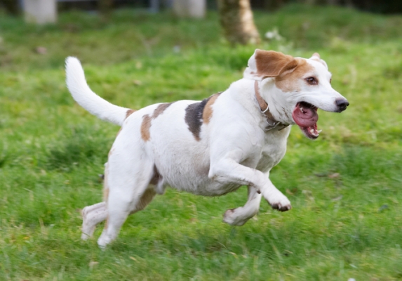 I see a ball
Ключевые слова: Beagle Beagles Dog Dogs Play Playing Playtime Run Running Stan Tongue