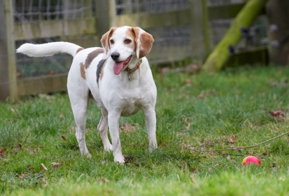 You fetch, I'm waiting for you to throw
Schlüsselwörter: Ball Beagle Beagles Dog Dogs Play Playing Playtime Stan Tongue
