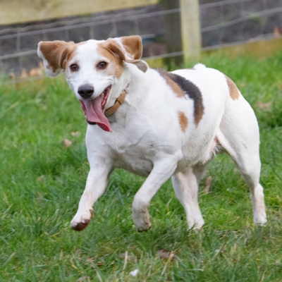 OK, I'm on it...............
Klíčová slova: Beagle Beagles Dog Dogs Jump Jumping Play Playing Playtime Run Running Stan Tongue