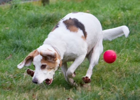 .......... whoooooooooooa, over shot
Schlüsselwörter: Ball Beagle Beagles Dog Dogs Play Playing Playtime Stan