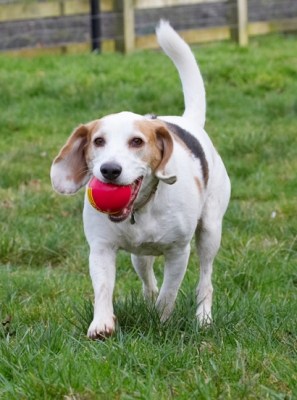 No, I'm not ready to give up yet
Palabras clave: Ball Beagle Beagles Dog Dogs Play Playing Playtime Stan