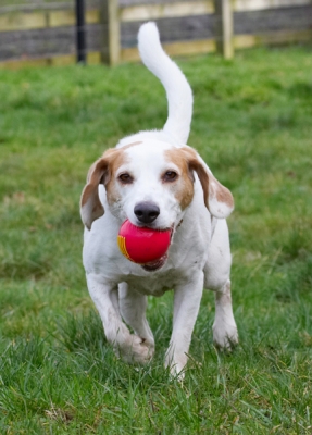 Are you ready for another throw?
Keywords: Ball Beagle Beagles Dog Dogs Play Playing Playtime Stan