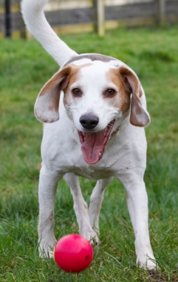 Yeah, it's mine
Palabras clave: Ball Beagle Beagles Dog Dogs Play Playing Playtime Smile Smiling Stan Tongue