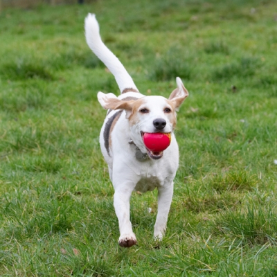 There's no stopping me!
Trefwoorden: Ball Beagle Beagles Dog Dogs Play Playing Playtime Run Running Stan