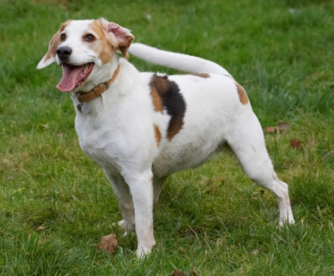OK............
Keywords: Beagle Beagles Dog Dogs Play Playing Playtime Smile Smiling Stan Tongue
