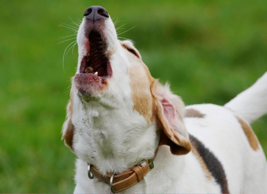 ......... throw NOW
Schlüsselwörter: Beagle Beagles Dog Dogs Howl Howling Play Playing Playtime Stan